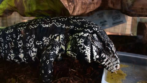 @Shocking Komodo dragon