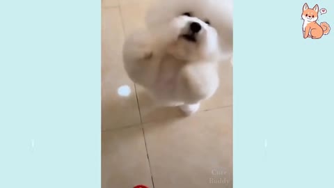 Cute and Funny Dog Videos Compilation