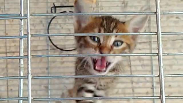 Angry cat is stuck in a cage.
