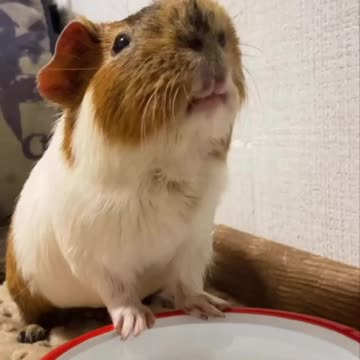 That’s how I gargle 🤣🤣🤣🤣