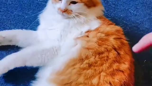 my cats daily cute moments part2