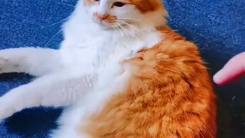 my cats daily cute moments part2