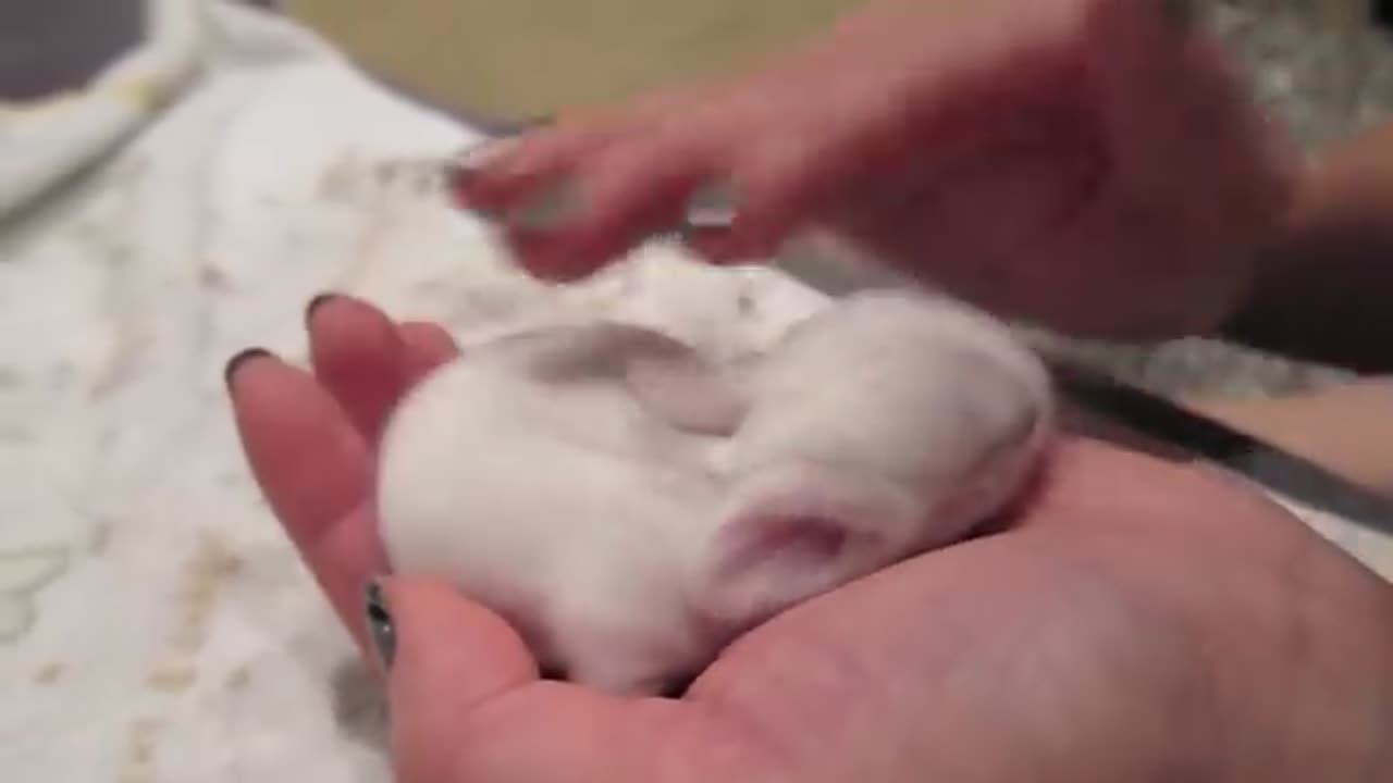 Toto bunny