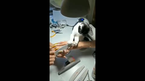 Best animal comedy clip