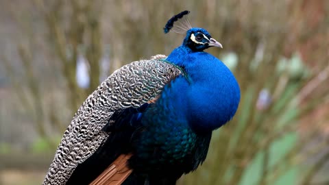 🦚 Mesmerising Moments: Watch the Majestic Peacock Unfold Its Stunning Plumage! ✨🌈