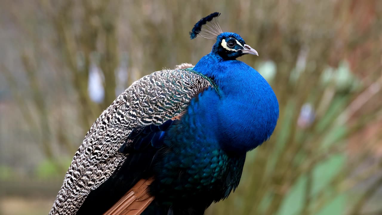 π¦ Mesmerising Moments: Watch the Majestic Peacock Unfold Its Stunning Plumage! β¨π
