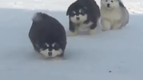 Funny dogs walking in the snow
