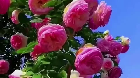 Nature lover