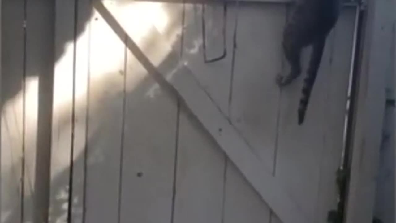 Funniest Cat And Dogs 😂 Funny Animal Videos 2022