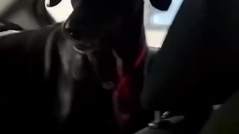 Funny Animal Video Part 1 🤣