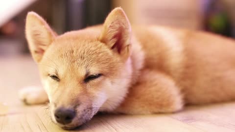 Is Shiba Inu easy to raise?