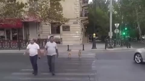Smiling Dog / Funny moment animal