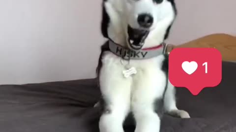 Funny Animals Video