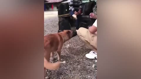 Best animals videos of 2023
