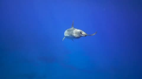 Funny Animal sound #cat # Dogs #Bird and animal