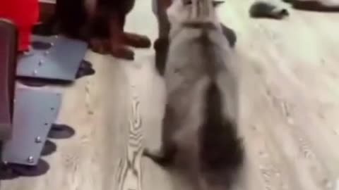 Brave and mighty cats 💪💪😺😺