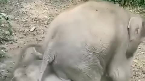 Best #animal love #animal entertainment video
