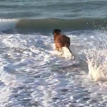 Dog Water Police Dogs Love Swimming