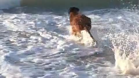Dog Water Police Dogs Love Swimming