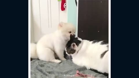 FUNNY CATS!! SHORT CLIPS