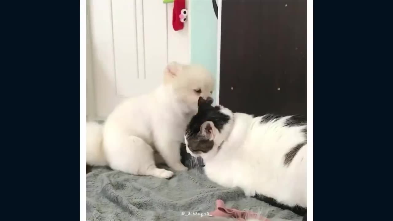 FUNNY CATS!! SHORT CLIPS