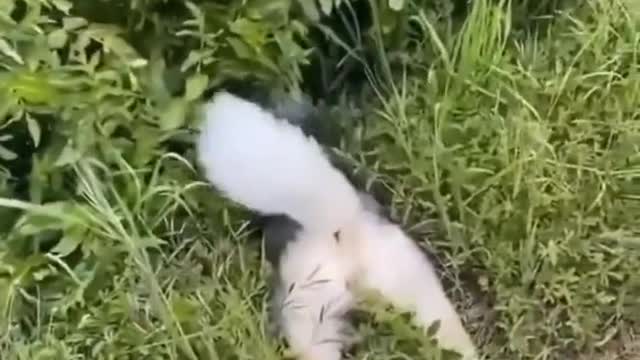 Wonderful collection of pet foolishness