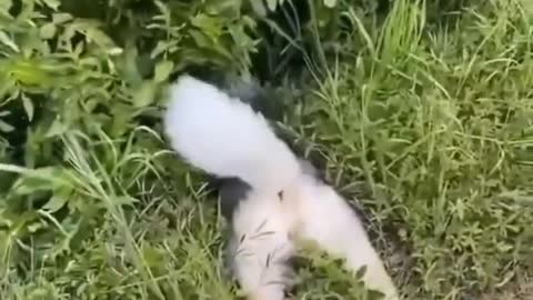 Wonderful collection of pet foolishness