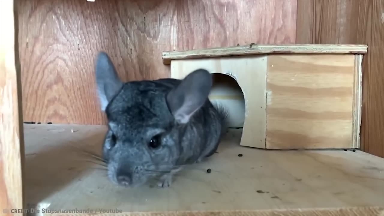 Discover the Top 15 Cutest Pets You Can Legally Own in 2024