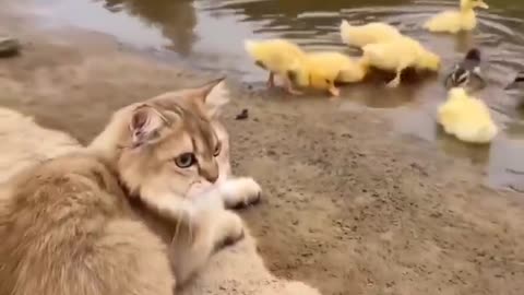 Cat guiding ducklings to water #shorts #shortvideo #video #virals #videoviral