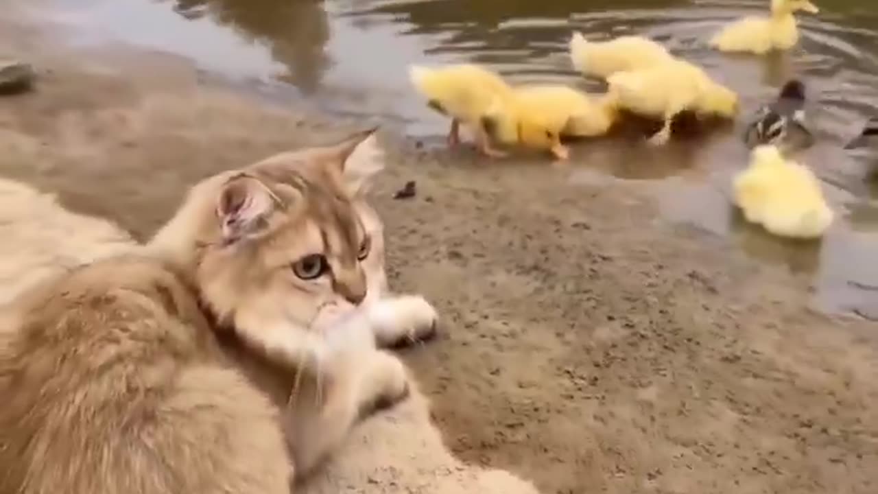 Cat guiding ducklings to water #shorts #shortvideo #video #virals #videoviral