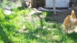 Baby Chick and Mama