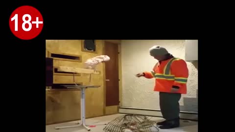 Parrot curses his owner