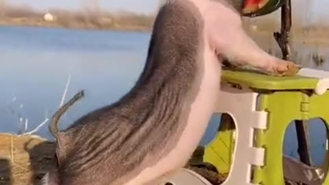 Funny baby animals videos - 21