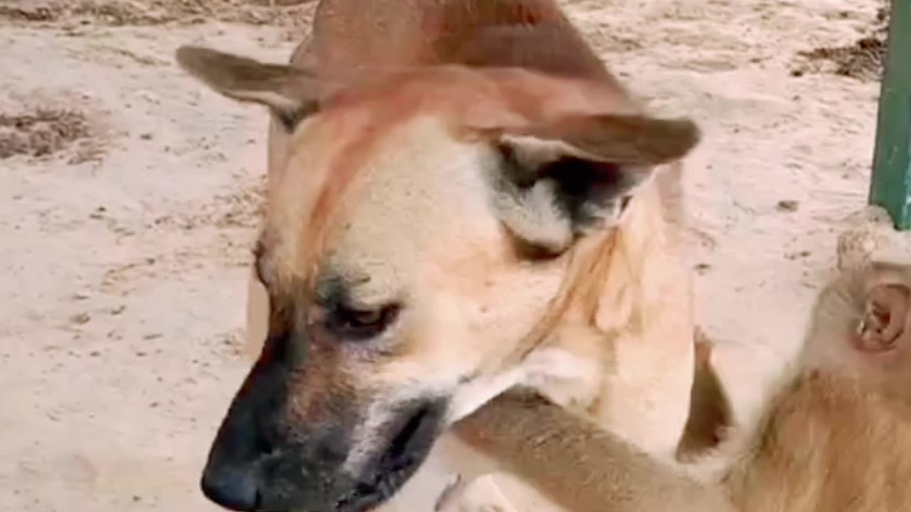 Monkey funny with dog🤣🤣🤣🤣😱