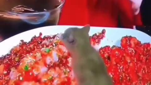 animal can create hilarious moments.