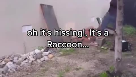 Noises from under the house were being made by a Bear and not a Raccoon. Yikes!!