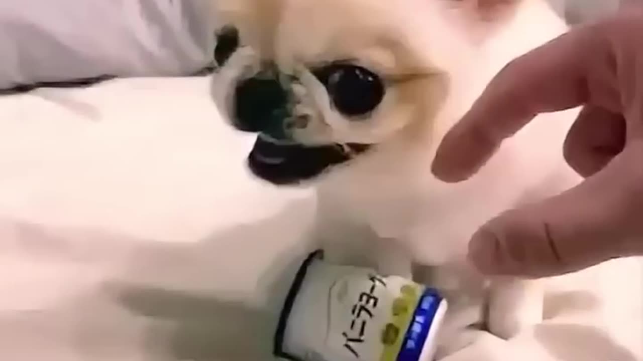 Never mess with this little Chichuahua breed DoG
