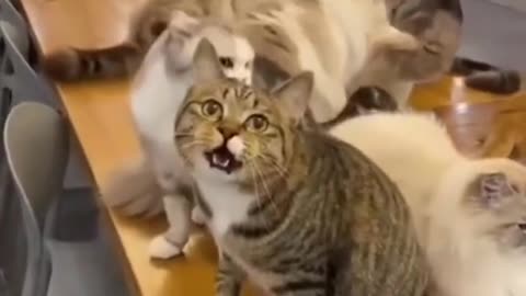 Funny cat 😺 you don't say meow just I say