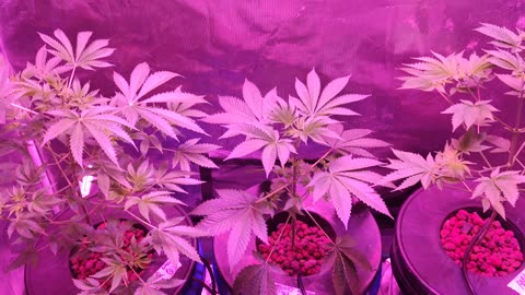 Amy Aces, Gush Mintz Early Veg