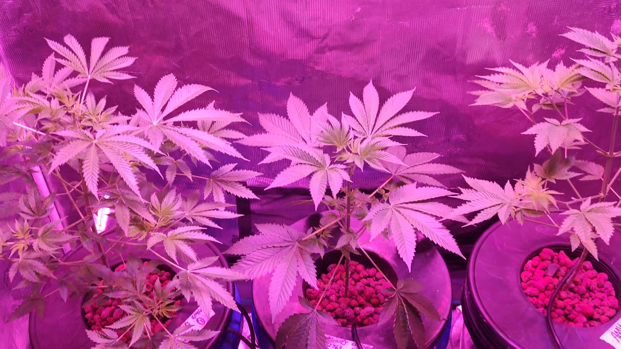 Amy Aces, Gush Mintz Early Veg