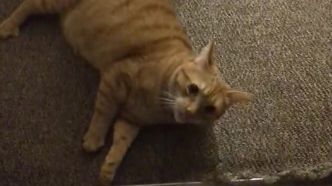 Feisty Feline Tries to Trap Pet Sitter in the Bathroom