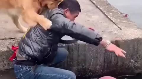 good dogs