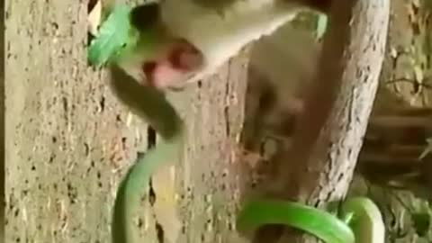 Jungle fighter