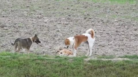Dogs meeting