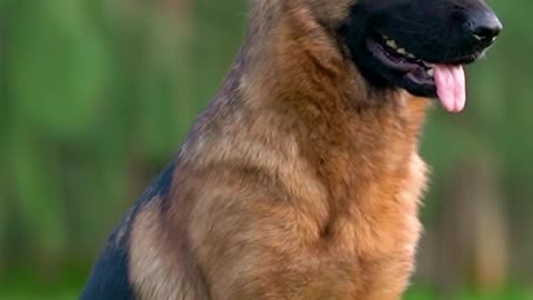 Lovable dogs