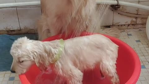 AMAZING ! Smart Dogs Baby Dog
