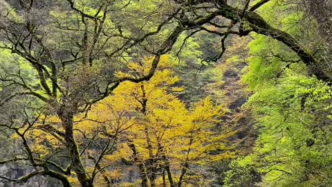 Why does it turn yellow? Two trees in Shennongjia travel on the road