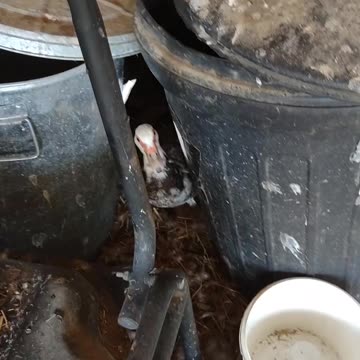 DOING SOME FUN CHORES ON MY NEIGHBORS FARM 🤠