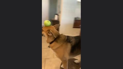 Funny Pets will Brighten Your Day Funny Pet Compilation
