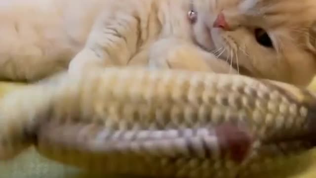 Cute kitten video 😍💕#cute #kittens #cat#cats